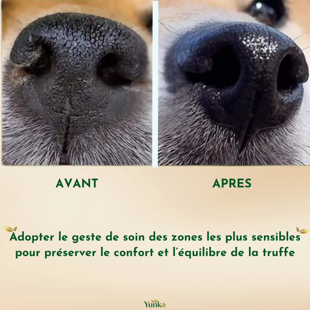 Yunke - la truffe du chien est une zone sensible qui mérite une grande attention - préserver le confort et l'équilibre de la truffe du chien grâce au rituel truffe yunko
