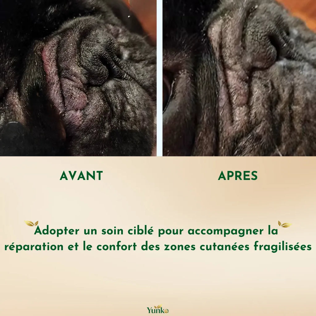zones cutanées fragilisées du chien, utilisez le rituel soin peau yunko pour un soin ciblé