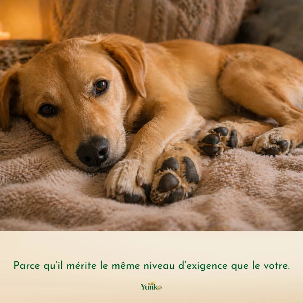 Yunko - l'exigence du soin pour chien