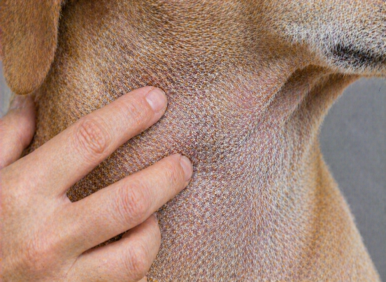 Irritations de la peau du chien, rougeurs et inconforts 