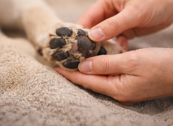 coussinet secs et craquelés du chien