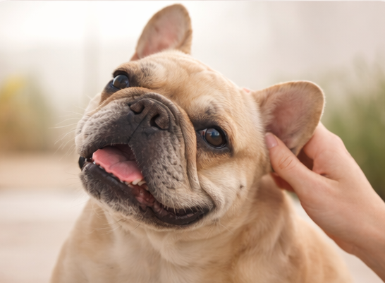 peau sensible du chien